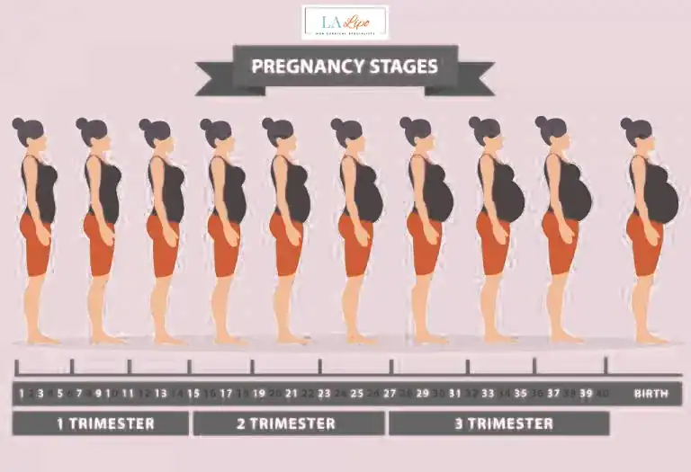 First Trimester (Weeks 1–12): Early Changes You Might Not Notice King's Hill